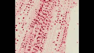 Mitosis  Growth Cone Hematoxylin and Eosin Staining  PUMS Histology Slides Review Series [upl. by Nednyl243]