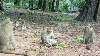 VID20240726163215 Bayon monkey [upl. by Aiuoqes]