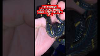 My Mangrove Snake When I First Got Him VS Now [upl. by Phenice]