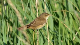 The Reed Warbler and its Song [upl. by Israeli]