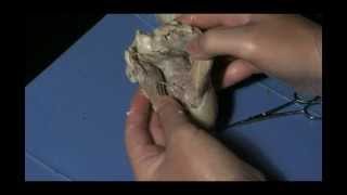 Sheep Heart Dissection Student Cut 1 for Lesson Plan [upl. by Gladi115]