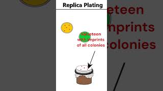 Replica Plating animation microbiology [upl. by Glimp]