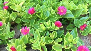 Growing Baby Sunrose from Cutting StepbyStep Guide [upl. by Annamaria279]