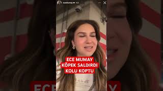 Ece mumay köpek saldırdı kolu koptu shortsvideo magazin shortsyoutube shorts short [upl. by Yeloc]