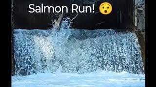 Salmon Run at Bowmanville nature salmonrun fishing livestream [upl. by Eseuqcaj]