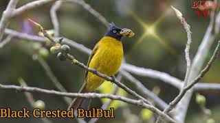 Black Crested Bulbul Call And Song  Bird TV [upl. by Kenwood]