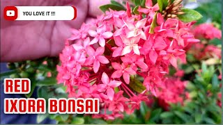 Red Ixora Bonsai bonsai plants bonsaitree [upl. by Gleda793]