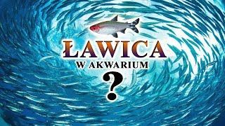 ŁAWICA w Akwarium 🐟 RYBY ławicowe i ich MAGIA✨ [upl. by Anuaek]