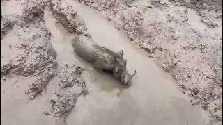 pumbakasongoWarthog enjoys a rejuvenating mud bath [upl. by Wilt]