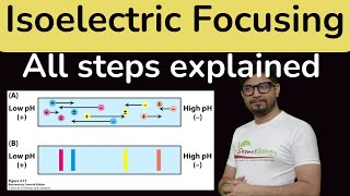 Isoelectric focusing in Hindi  Isoelectric focusing for proteins IEF [upl. by Riek415]