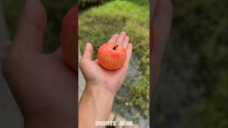 Fake Apple Prank In Dadi 🍎😂 New Viral Gadgets Smart Appliances Kitchen Utensils Home Inventions [upl. by Parrisch]