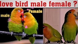 love birds male female difference  how to difference between male and female parrot  male [upl. by Beitz]