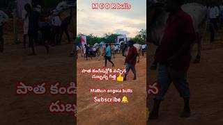 M C O R bulls దుబ్బన్న గిత్త మగధీరyoutube Triending videosubscribe 🔔 my channel [upl. by Efioa]