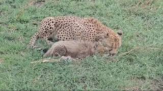 Cheetah and Adorable Cub Feast on Their Fresh Kill [upl. by Luelle998]