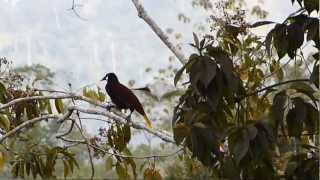 Le chant de loiseau Oropendola Cassique de Montezuma qui passe cul par dessus tête  Costa Rica [upl. by Naharba]