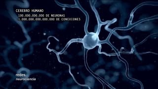 Redes 160 Cómo se conectan las neuronas  neurociencia [upl. by Nacul]