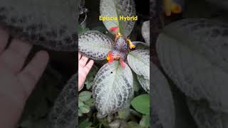 Episcia hybrid Rayys episcia flowers violet [upl. by Nnyltiac]