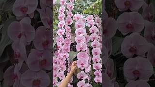 COLLECTIONS OF ORCHIDS singapore NATIONAL ORCHID GARDENmulticolours [upl. by Silsbye]