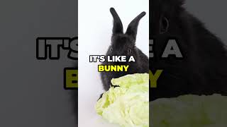 21 Fun Facts About Rabbits You Should Know [upl. by Tab627]