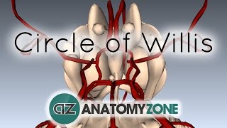 Circle of Willis  3D Anatomy Tutorial [upl. by Mirilla483]