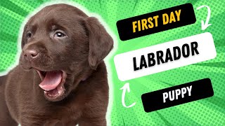 What To Do With Your Brand New Labrador Puppy [upl. by Knute255]