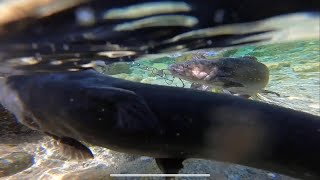 Stocked catfish  Legg Lake Spring 2021 [upl. by Riva323]