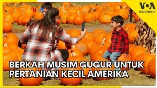 BERKAH MUSIM GUGUR UNTUK PERTANIAN KECIL AMERIKA [upl. by Kayla983]