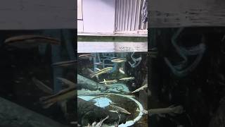 This is crazy 🤯 Arapaima was fed redtail cat fish and alligator gar fish arapaima shorts viral [upl. by Aisena]