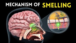 Mechanism of Smelling 👃 Learn Biology With Musawir [upl. by Tennes]