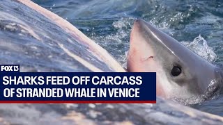 Sharks feed off carcass of stranded whale in Venice [upl. by Lupiv]