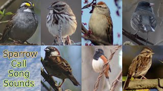 Sparrow bird call  song  sounds [upl. by Wolf]