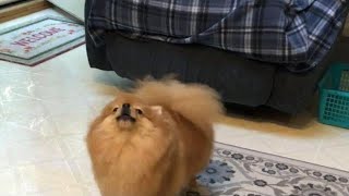 Tiny pomeranian dog barking Cute Pom [upl. by Thomasine596]