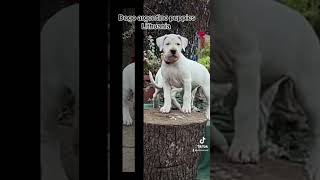 Dogo argentino puppies Lithuania puppy dogoargentinopuppies dogoargentinadogs [upl. by Gian875]