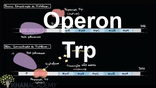 Operon Trp  Regulação gênica  Biologia  Khan Academy [upl. by Penney]