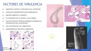 onchocerca volvulus [upl. by Waylen]