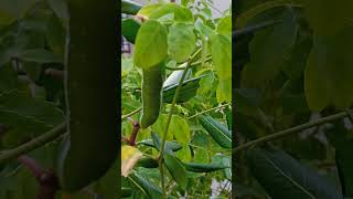 Ifound another green catterpilar rap tamil song trending viralvideos shortvideos [upl. by Eednil]