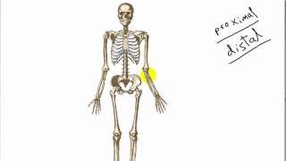 general anatomy 7 blood supply of bone by drSameh Ghazy [upl. by Akemehc]