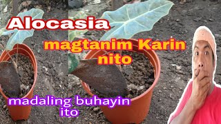 Alocasia  Magtanim karin nito alocasiavarieties [upl. by Melonie]