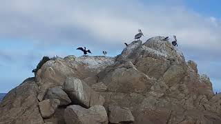 17Mile Drive  Monterey Peninsula  Scenic Pacific Coast  Point Joe amp Bird Rock in Monterey CA [upl. by Kempe155]