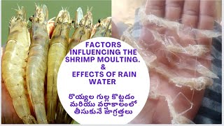 Moulting  factors influencing the shrimp moulting  Effects of rain water in pond  Failures [upl. by Duj]