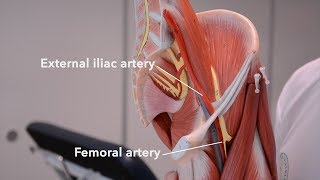 Arteries of the lower limb [upl. by Averat]