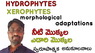 Hydrophytes and Xerophytes morphological adaptations Bhaskars biology [upl. by Darren659]