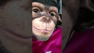 Monkey face viral funny comedy [upl. by Nnylecoj]