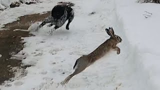 Karda Tavşan Kınalı Ve Çil keklik avları Muhteşem anlar🔥Rabbit and partridge Hunting🔥 [upl. by Iolande]