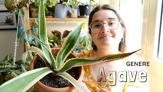 AGAVE cure generali e curiosità  Agave americana agave [upl. by Ellehcer]