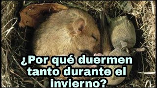 Adaptaciones de los animales contra la temperatura ambiental [upl. by Had]