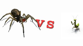 araña vs mantis [upl. by Riannon]