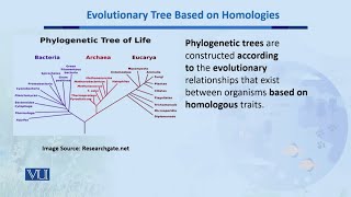 Evolutionary Tree Based on Homologies  Biodiversity amp EvolutionII  BT201Topic154 [upl. by Cochran311]