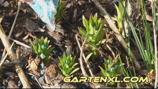 Schneckenkorn zur Schneckenbekämpfung im Garten anwenden [upl. by Acinom]