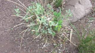 How to prune brittle bush amp globe mallow [upl. by Xerxes]